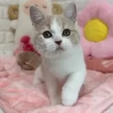 スコティッシュフォールド(立ち耳)【京都府・女の子・2025年8月7日・クリームタビー&ホワイト】の写真6