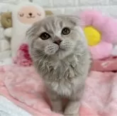 スコティッシュフォールド(折れ耳)【京都府・女の子・2025年8月7日・クリームタビー】の写真6