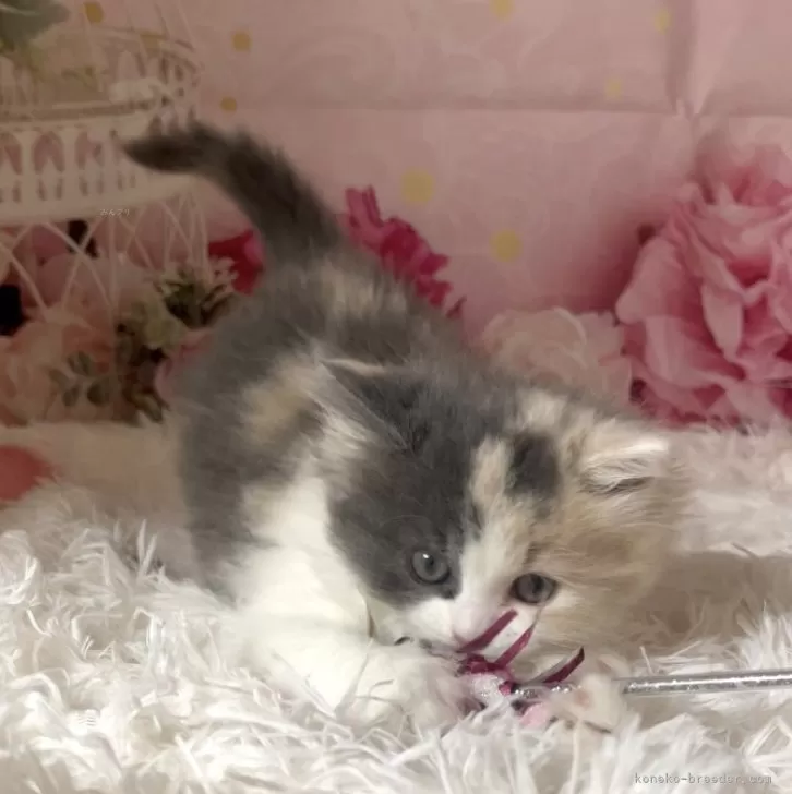 ID:2409-00161の子猫