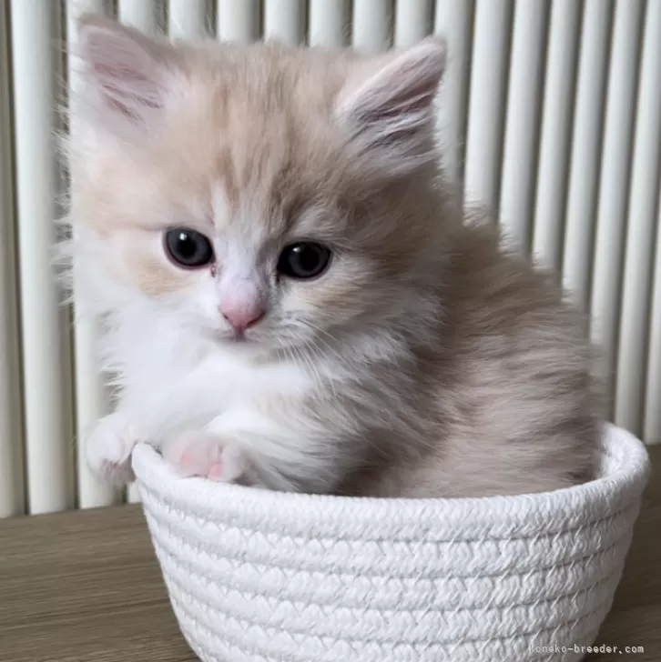 ID:2312-02628の子猫