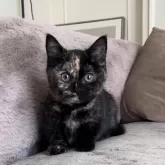 マンチカン(短足)【愛知県・女の子・2023年11月26日・トーティ】の写真1