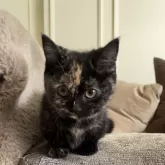 マンチカン(短足)【愛知県・女の子・2023年11月26日・トーティ】の写真2