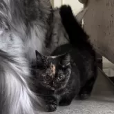 マンチカン(短足)【愛知県・女の子・2023年11月26日・トーティ】の写真3