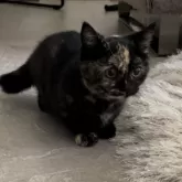 マンチカン(短足)【愛知県・女の子・2023年11月26日・トーティ】の写真4