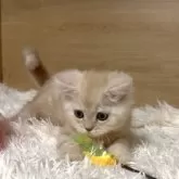 ミヌエット(長足)【愛知県・男の子・2025年9月6日・クリームタビー】の写真9