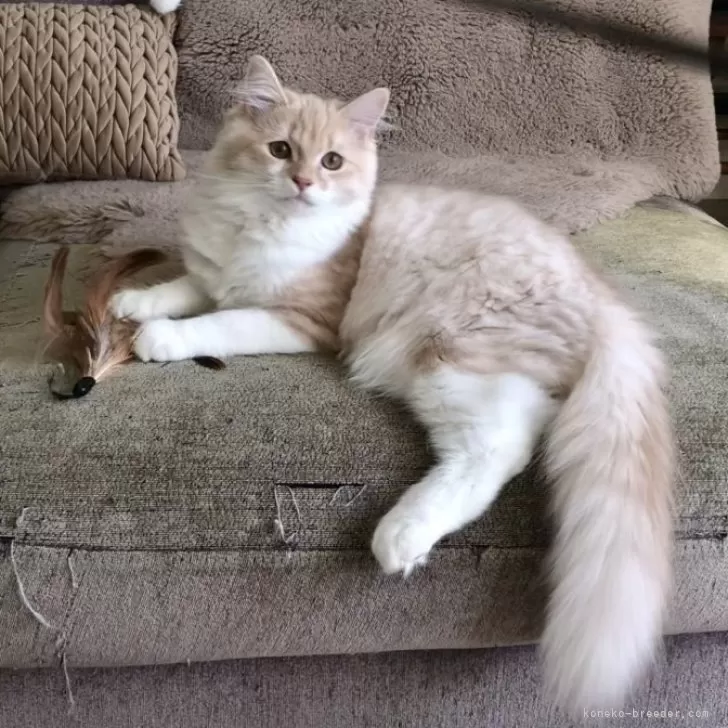 ID:2409-00051の子猫