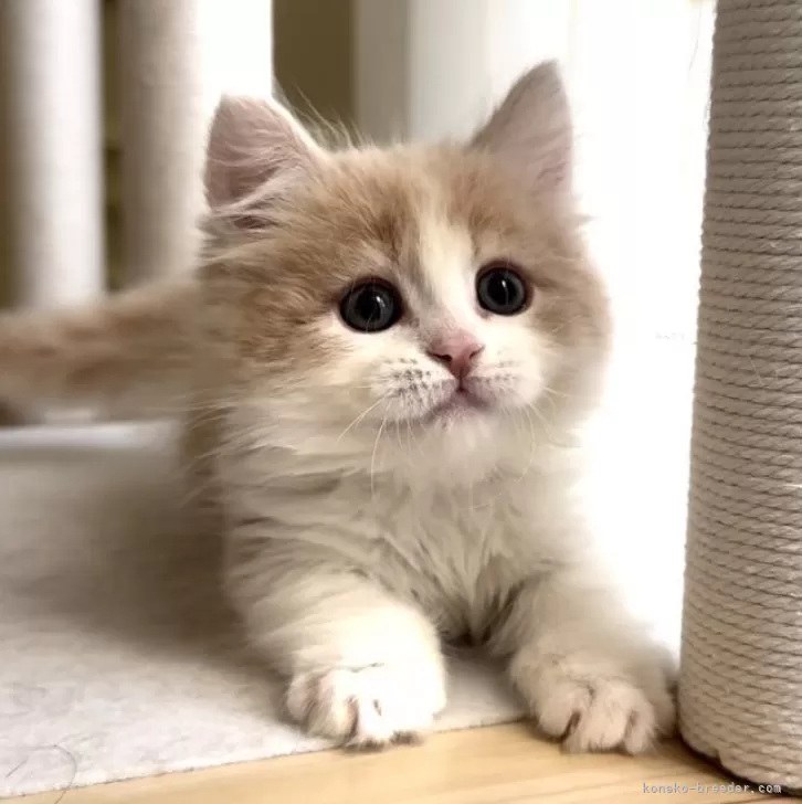 ミヌエット(短足)【愛知県・男の子・2025年10月15日・クリームタビー&amp;ホワイト】の写真1