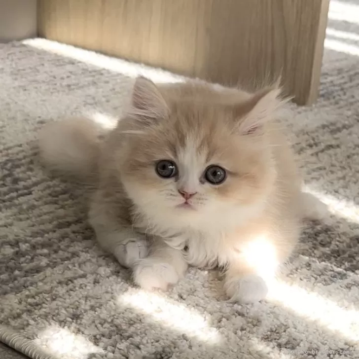 ID:2501-02384の子猫