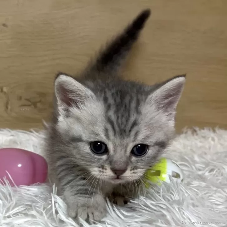 ID：2503-02411の子猫
