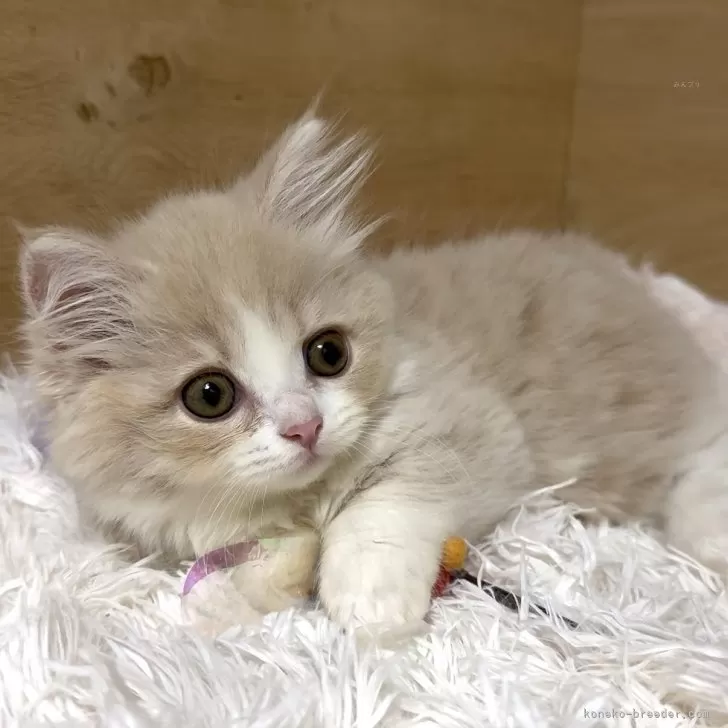 ID:2506-01949の子猫