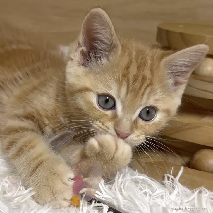 Ｙ 様のお迎えした子猫