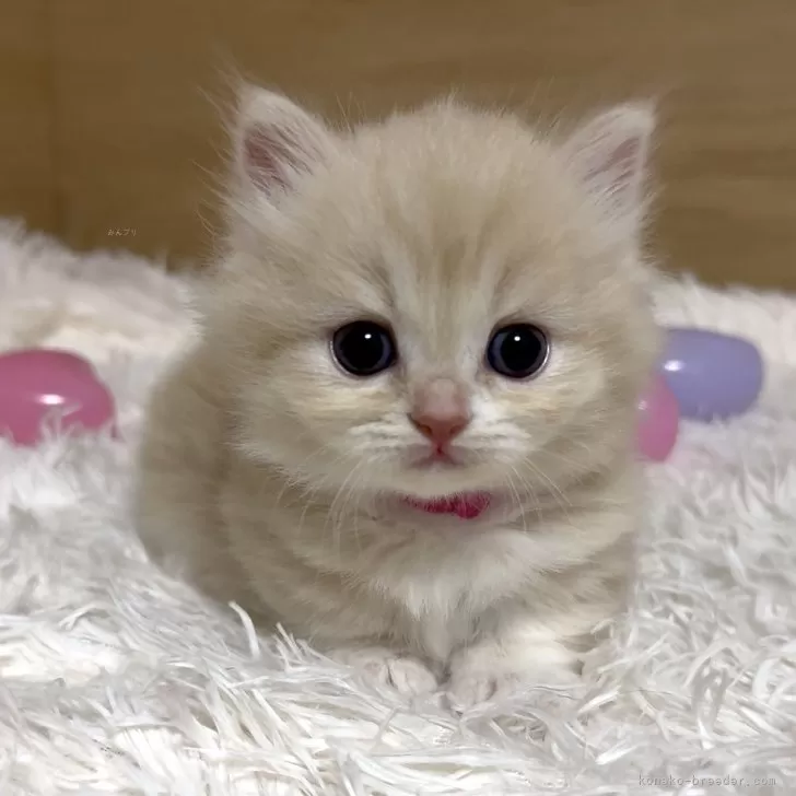 ID：2506-01951の子猫