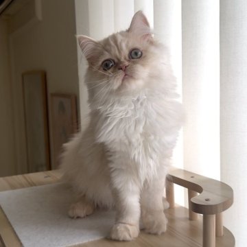 ミヌエット(長足)【愛知県・女の子・2025年8月8日・クリームタビー（ロング）】の写真「おめめクリクリ女の子😍大人しい性格です🐱」