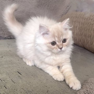 ミヌエット(長足)【愛知県・男の子・2025年9月6日・クリームタビー&ホワイト（ロング）】の写真「触るとヘソ天しちゃう子です😍」