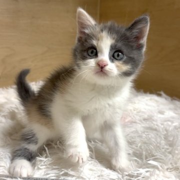 マンチカン(長足)【愛知県・女の子・2025年9月14日・ブルーパッチドタビー&ホワイト】の写真「パステルカラーの女の子❤️」