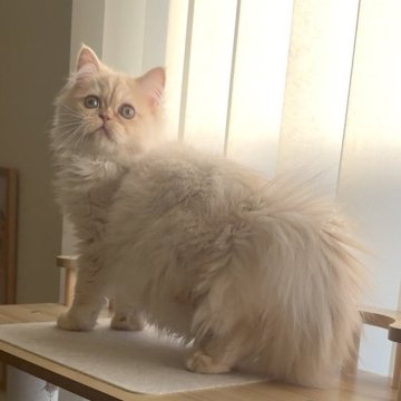 ミヌエット(長足)【愛知県・女の子・2025年8月8日・クリームタビー（ロング）】の写真「おめめクリクリ女の子😍大人しい性格です🐱」