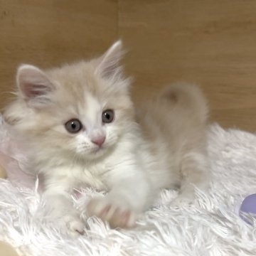 マンチカン(長足)【愛知県・男の子・2025年9月14日・クリームタビー&ホワイト】の写真「優しいお顔の男の子❤️」