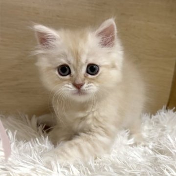 ミヌエット(長足)【愛知県・男の子・2025年9月6日・クリームタビー&ホワイト（ロング）】の写真「優しい顔立ちの男の子😍甘えんぼちゃん❤️」