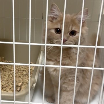 ミヌエット(長足)【愛知県・男の子・2025年5月29日・クリームタビー（ロング）】の写真「とにかくイケメン❤️抱っこ好きな男の子✨️」