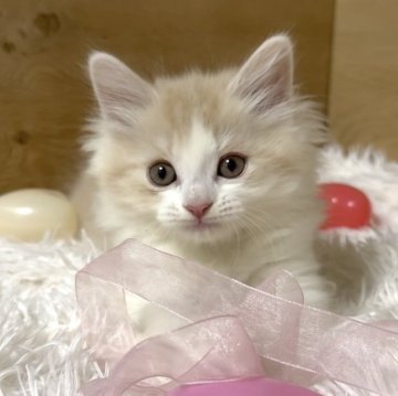 マンチカン(長足)【愛知県・男の子・2025年9月14日・クリームタビー&ホワイト】の写真「優しいお顔の男の子❤️」