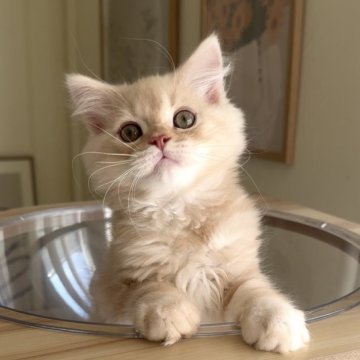 ミヌエット(長足)【愛知県・男の子・2025年9月6日・クリームタビー（ロング）】の写真「キリッとイケメン❤️」