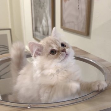 ミヌエット(長足)【愛知県・男の子・2025年9月6日・クリームタビー&ホワイト（ロング）】の写真「触るとヘソ天しちゃう子です😍」