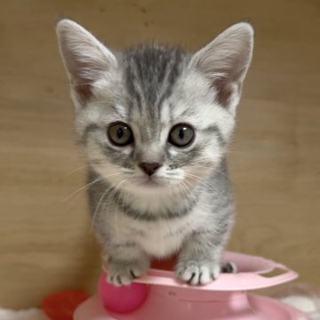 マンチカン【愛知県・女の子・2025年6月2日・ブルーパッチドタビー&ホワイト】の写真「スリスリしてくる甘えんぼな女の子♡」