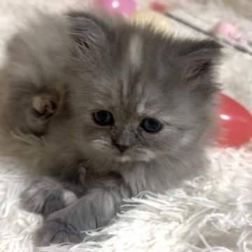 ミヌエット(長足)【愛知県・女の子・2025年8月8日・ブルーパッチドタビー&ホワイト（ロング）】の写真「人懐っこい性格の女の子♡」