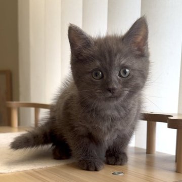 ミヌエット(長足)【愛知県・男の子・2025年9月26日・ブルータビー】の写真「短毛ミヌエット❤️イケメン王子✨」