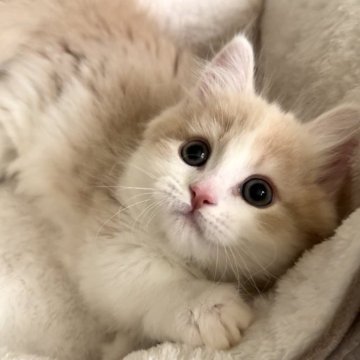 ミヌエット(短足)【愛知県・男の子・2025年10月15日・クリームタビー&ホワイト（ロング）】の写真「ムチコロ❤️とってもイケメン😍」