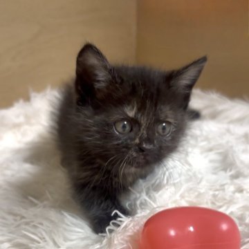 マンチカン(短足)【愛知県・女の子・2025年9月14日・トーティ&ホワイト】の写真「小柄な丸顔の女の子❤️顔も性格も文句ナシです😍」