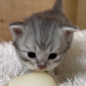 ミヌエット(長足)【愛知県・男の子・2026年3月17日・ブルータビー（ロング）】の写真「小柄で甘えん坊の男の子❤️」
