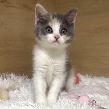 マンチカン(長足)【愛知県・女の子・2025年9月14日・ブルーパッチドタビー&ホワイト】の写真「パステルカラーの女の子❤️」