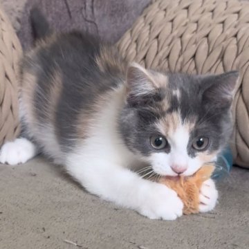 マンチカン(長足)【愛知県・女の子・2025年9月14日・ブルーパッチドタビー&ホワイト】の写真「パステルカラーの女の子❤️」