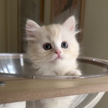 ミヌエット(長足)【愛知県・女の子・2025年10月15日・クリームタビー&ホワイト（ロング）】の写真「モフモフ❤️美人さん😍」