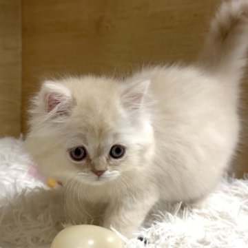 ミヌエット(長足)【愛知県・男の子・2025年9月6日・クリームタビー&ホワイト（ロング）】の写真「ムチコロ❤️愛嬌のある性格の子です❤️」