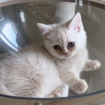 ミヌエット(短足)【愛知県・女の子・2025年9月26日・クリームタビー】の写真「おめめクリクリ😍ムチコロ女の子❤️」