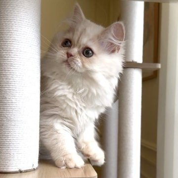 ミヌエット(長足)【愛知県・女の子・2025年8月8日・クリームタビー（ロング）】の写真「おめめクリクリ女の子😍大人しい性格です🐱」