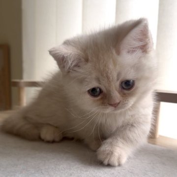 ミヌエット(短足)【愛知県・女の子・2025年9月26日・クリームタビー】の写真「おめめクリクリ😍ムチコロ女の子❤️」