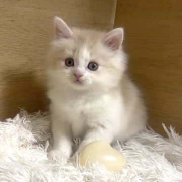 マンチカン(長足)【愛知県・男の子・2025年9月14日・クリームタビー&ホワイト】の写真「優しいお顔の男の子❤️」