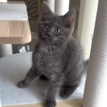 ミヌエット(長足)【愛知県・男の子・2025年9月26日・ブルータビー】の写真「短毛ミヌエット❤️イケメン王子✨」