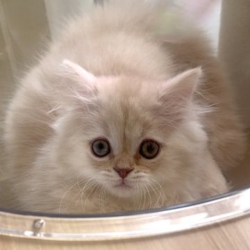 ミヌエット(長足)【愛知県・男の子・2025年9月6日・クリームタビー&ホワイト（ロング）】の写真「ムチコロ❤️触るとヘソ天しちゃう子です😍」