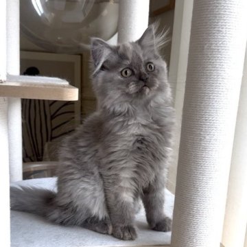 ミヌエット(長足)【愛知県・女の子・2025年8月8日・ブルーパッチドタビー&ホワイト（ロング）】の写真「大人しく抱っこ好きで人懐っこい性格❤️」