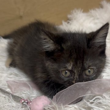 マンチカン(短足)【愛知県・女の子・2025年9月14日・トーティ&ホワイト】の写真「小柄な丸顔の女の子❤️顔も性格も文句ナシです😍」