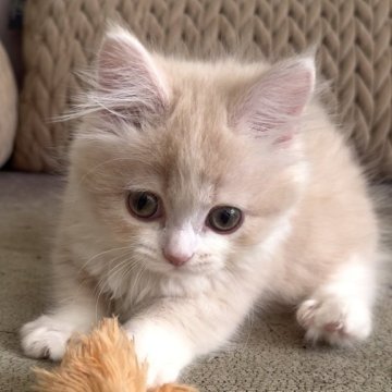 ミヌエット(短足)【愛知県・女の子・2025年10月15日・クリームタビー&ホワイト（ロング）】の写真「小柄でキュートな女の子❤️」