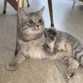 ミヌエット(長足)