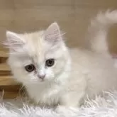 ミヌエット(短足)