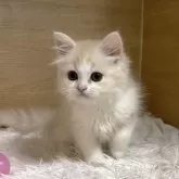 ミヌエット(長足)