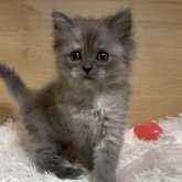 ミヌエット(長足)