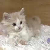 マンチカン(長足)